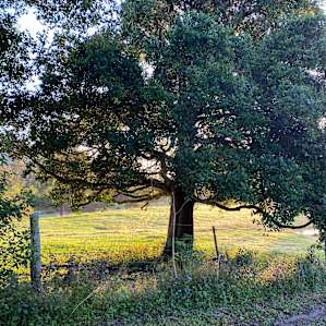 The River Orchard - Flats site