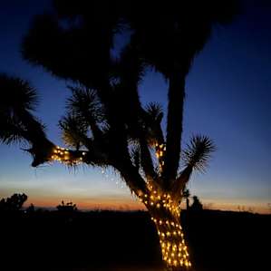 40 Acres of Desert Tranquility