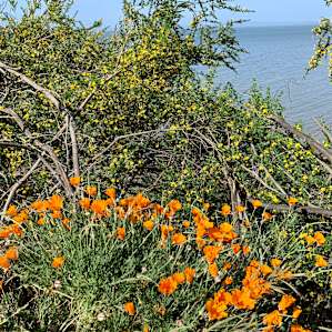 flowers on path
