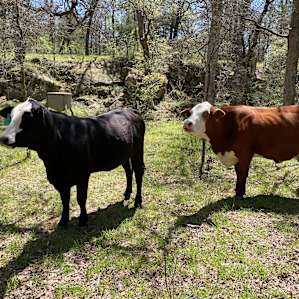 Some of the locals.
