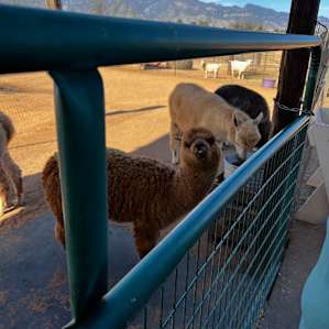 Camping? Alpaca my bags