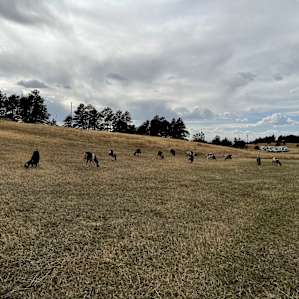 RVing with Goats and Alpacas