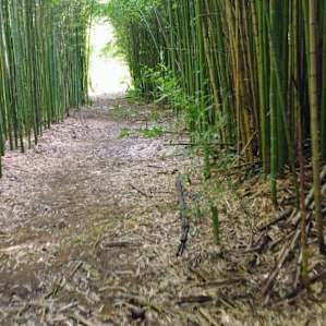 Dry Rainforest Grove