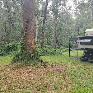 Dry Rainforest Grove