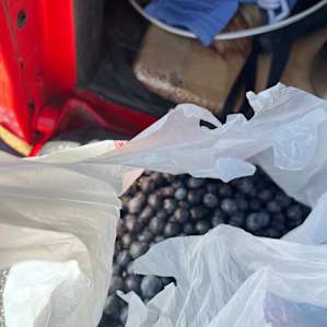 Caceres Organic Blueberry Farms