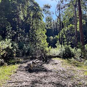 Secluded Bush Camping!