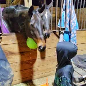 Meeting the horses in the stables.