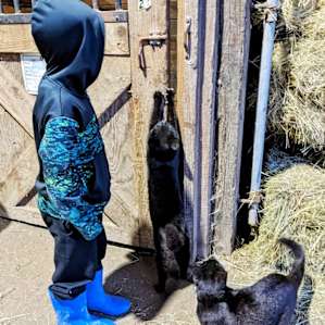 Friendly barn kitties.