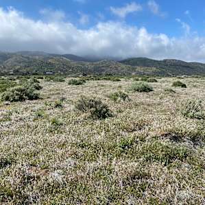 Wagon Camp site