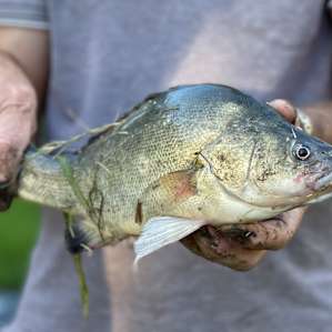 Nice yellow belly hubby caught