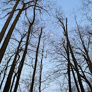 Hemlock Hideaway