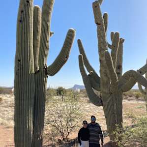 Huge saguaros across the street