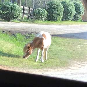 Relaxing RV Spot At Horse Farm