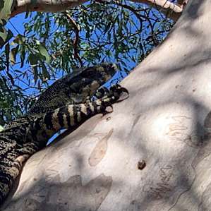 Visitor to camp