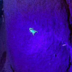 Excited to find some scorpions and watch them glow with the black light. We turned it off and they were invisible. Such excellent camouflage.
