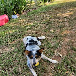 Lazy Dog Campsite