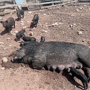 Super cute pigs