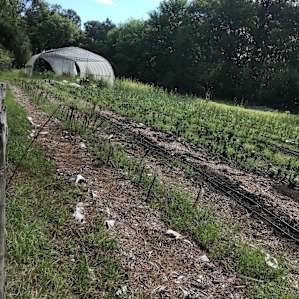 Photo of Magnolia Trail (Campsite #1) - Friendly Fowl Farm (158)