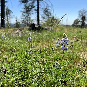 Lupine in full force!