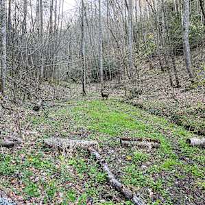 Wilson's Holler Appalachia Campsite
