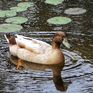 Pond resident