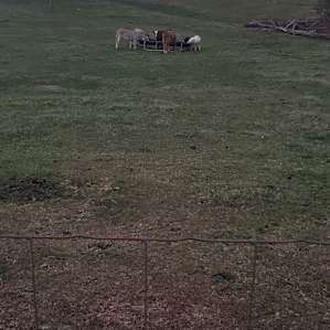 The farm animals all seemed so happy together🐂🐑