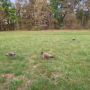 Front field near Shakori Hills