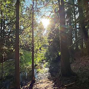 Down by the creek when you first enter the camping area. There’s lots of space to hang out, for dogs to explore and play in the water too