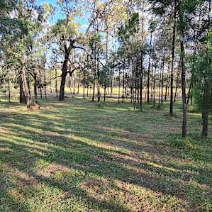 The pine campsite in the back paddock. So beautiful.