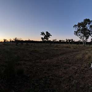 Kurrajong