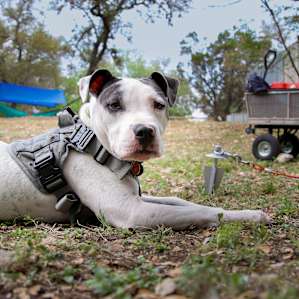 Chula Vista Farms Tent Camping