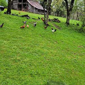Glamping on the Farm by a Creek!