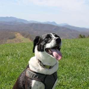 Our dog loved camping here too