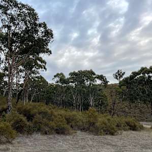 Bush Camping