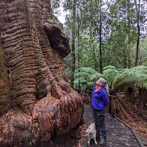 Mountview Campsites