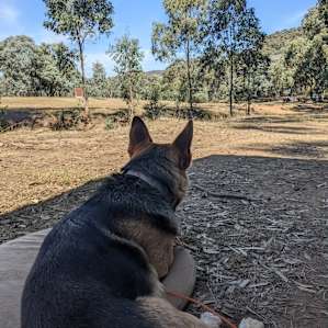 Dogs life at Mill Site 2- in the background is Gembrook site