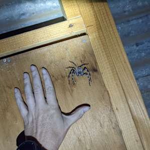 Some of the friendly wildlife in the shared toilet (not only sharing with other campers!) 😜
