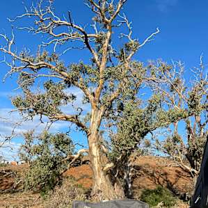 Wombat Creek Camp