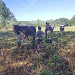 Horses in the pasture