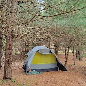 The tent can be pitched underneath the lovely pines.