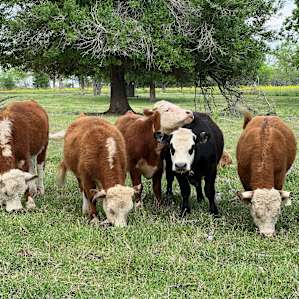 4C Ranch Adventure