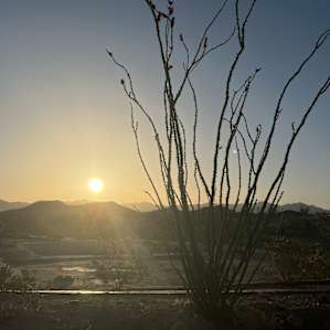 Sunrise with the blooming plant