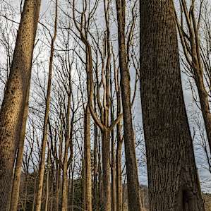 Trees at Golden Hour.