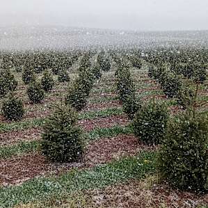 Campsite within the Christmas Tree farm.