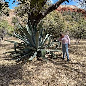 Thousand Oaks Campsites