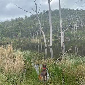 Wombat Valley