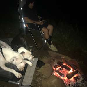Even the dogs loved it