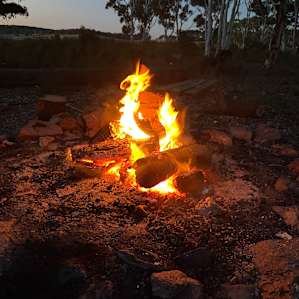 Pine Gums via Goulburn