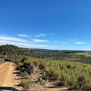 Pine Gums via Goulburn