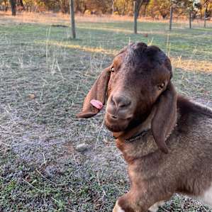 The works friendliest goat